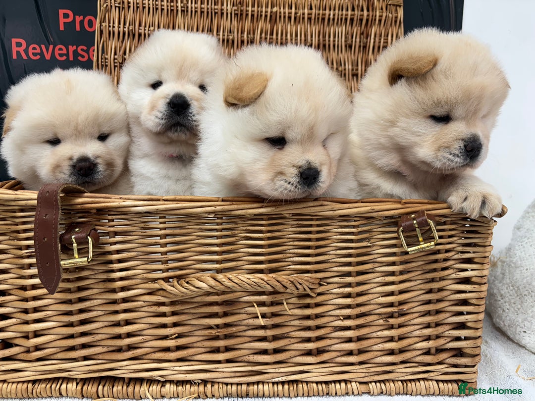 Chow Chow dogs for sale: 4 FEMALES POLAR WHITE CHOW CHOW  - Image 2