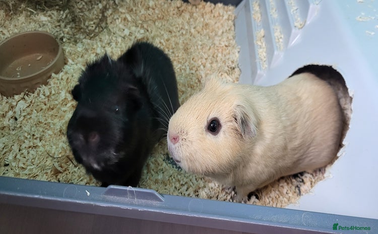 Guinea Pig rodents - Advert 4