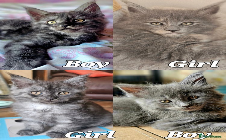 Maine Coon cats in Alfreton - Advert 2