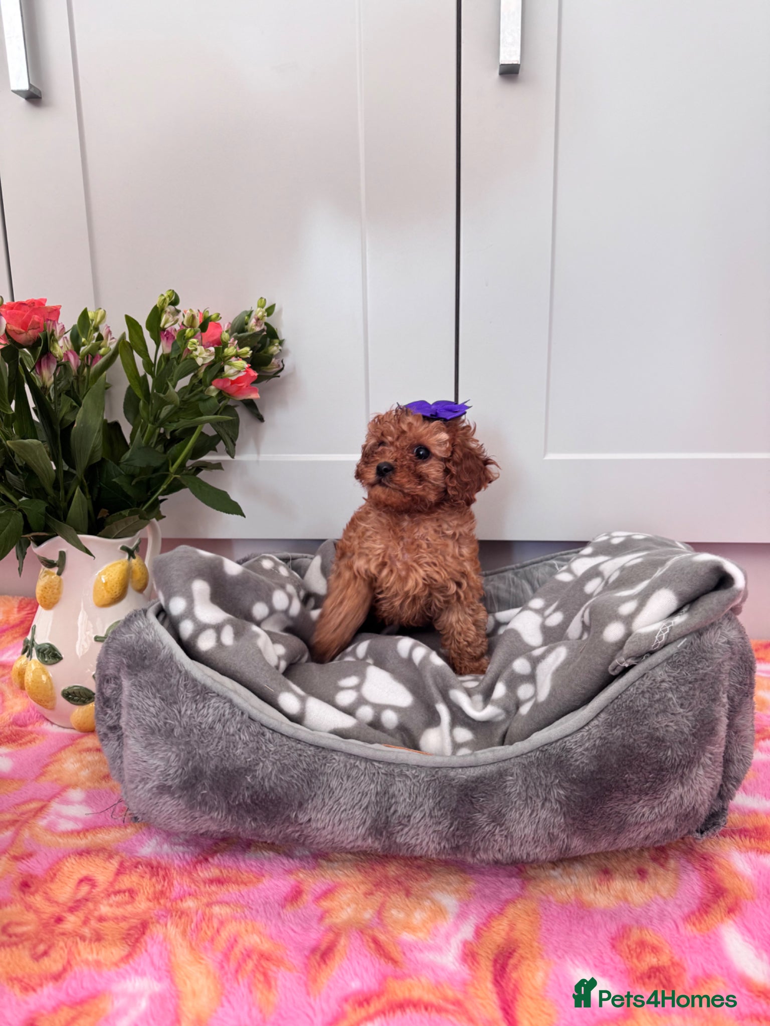 Cavapoo dogs REDUCED LAST 2 GIRLS - Advert 1