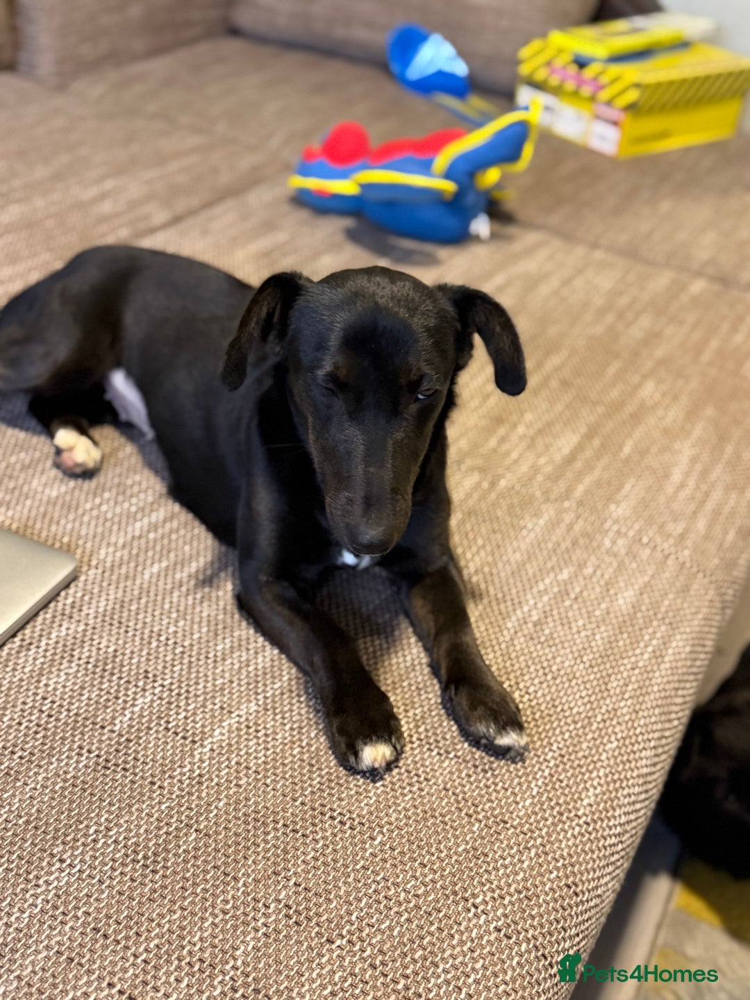 Dachshund dogs for adoption: Cute Lolita looking for LOVE  - Advert 20