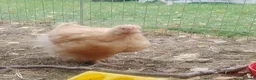 Chickens poultry for sale: Buff Orpington cockeral  in York - Advert 5