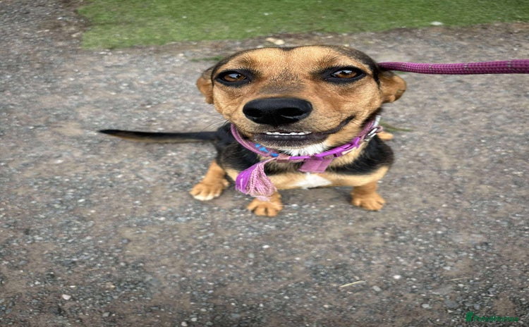 Mixed Breed dogs - Advert 2