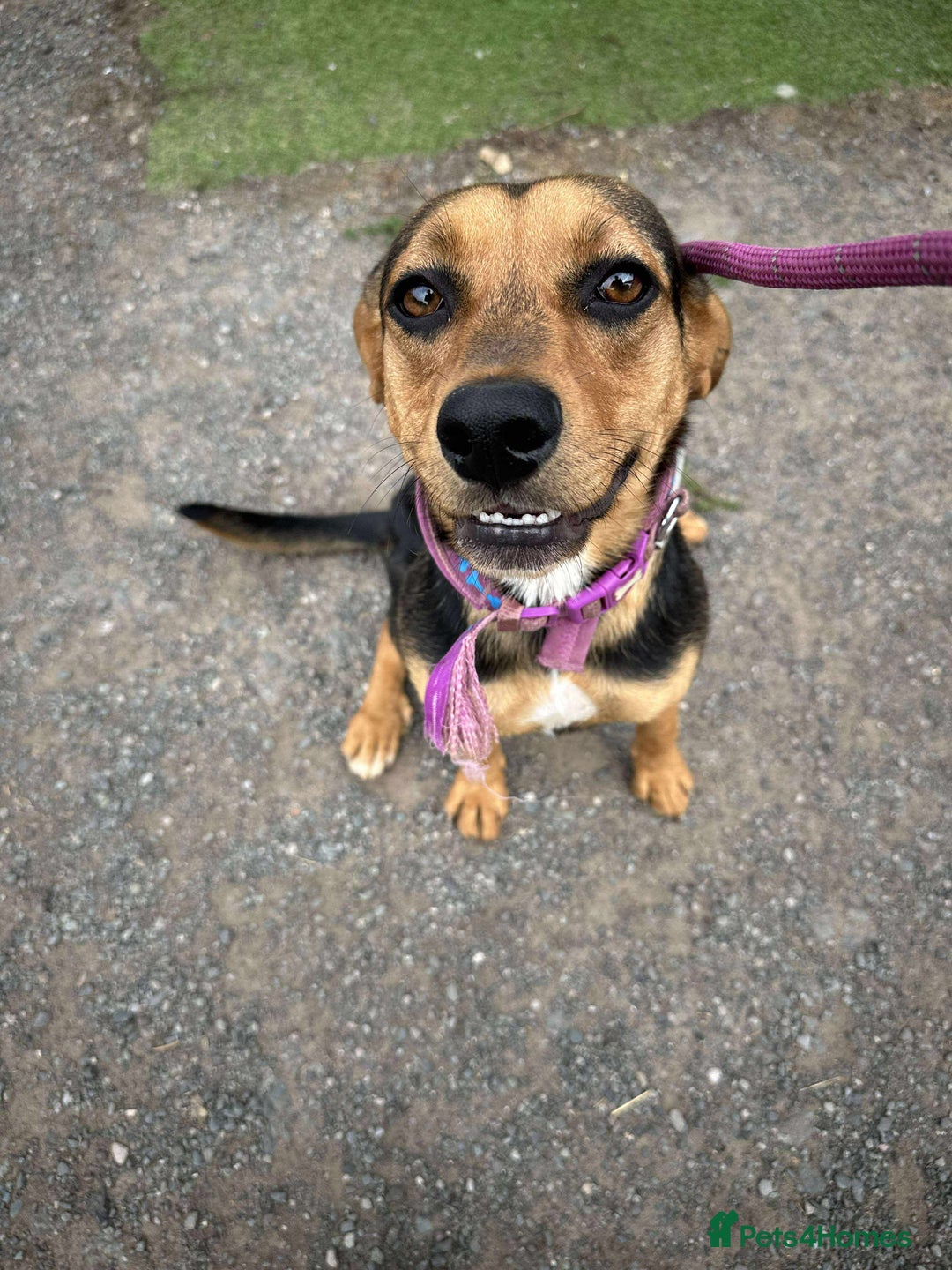 Mixed Breed dogs for adoption: Meet Coral, currently residing in Cheshire  - Image 1