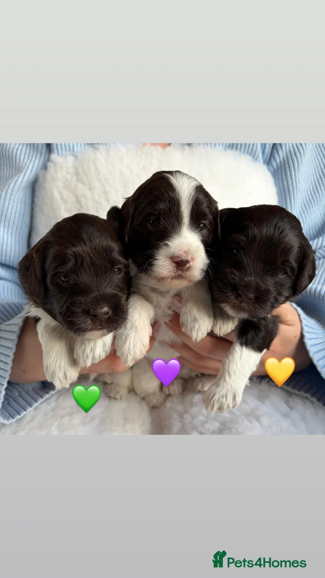 Mixed Breed dogs for sale: Miniature Australian Labradoodle Puppies - Advert 2