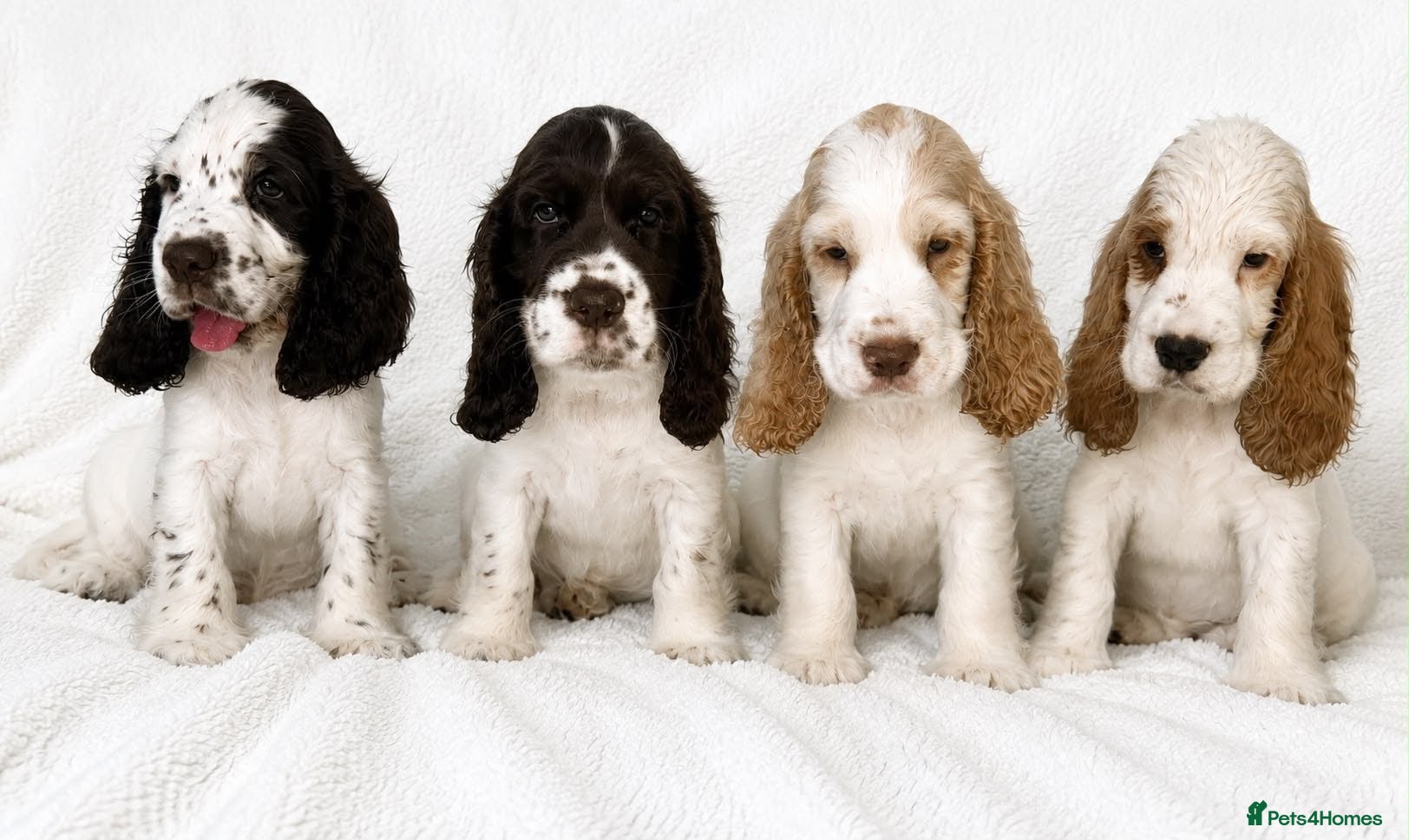 Cocker Spaniel dogs Stunning Litter of 8 show cocker spaniels  - Advert 2