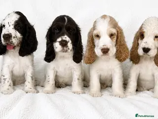 Cocker Spaniel dogs Stunning Litter of 8 show cocker spaniels - Advert 2