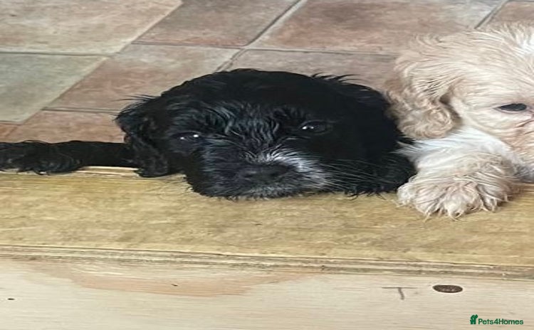 Cockapoo dogs - Advert 4