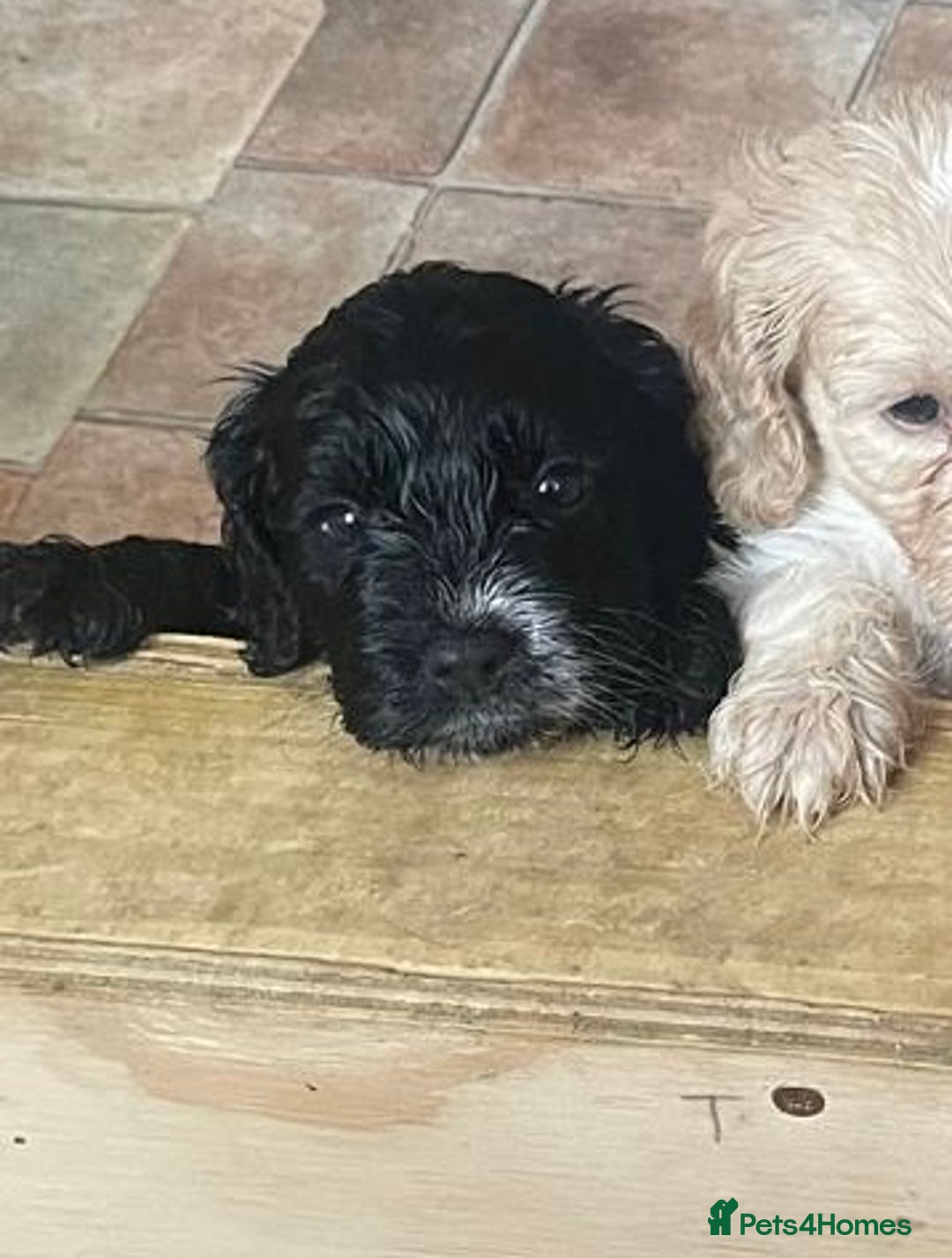 Cockapoo dogs for sale: Beautiful Black Girl Unexpectedly Available. - Image 1