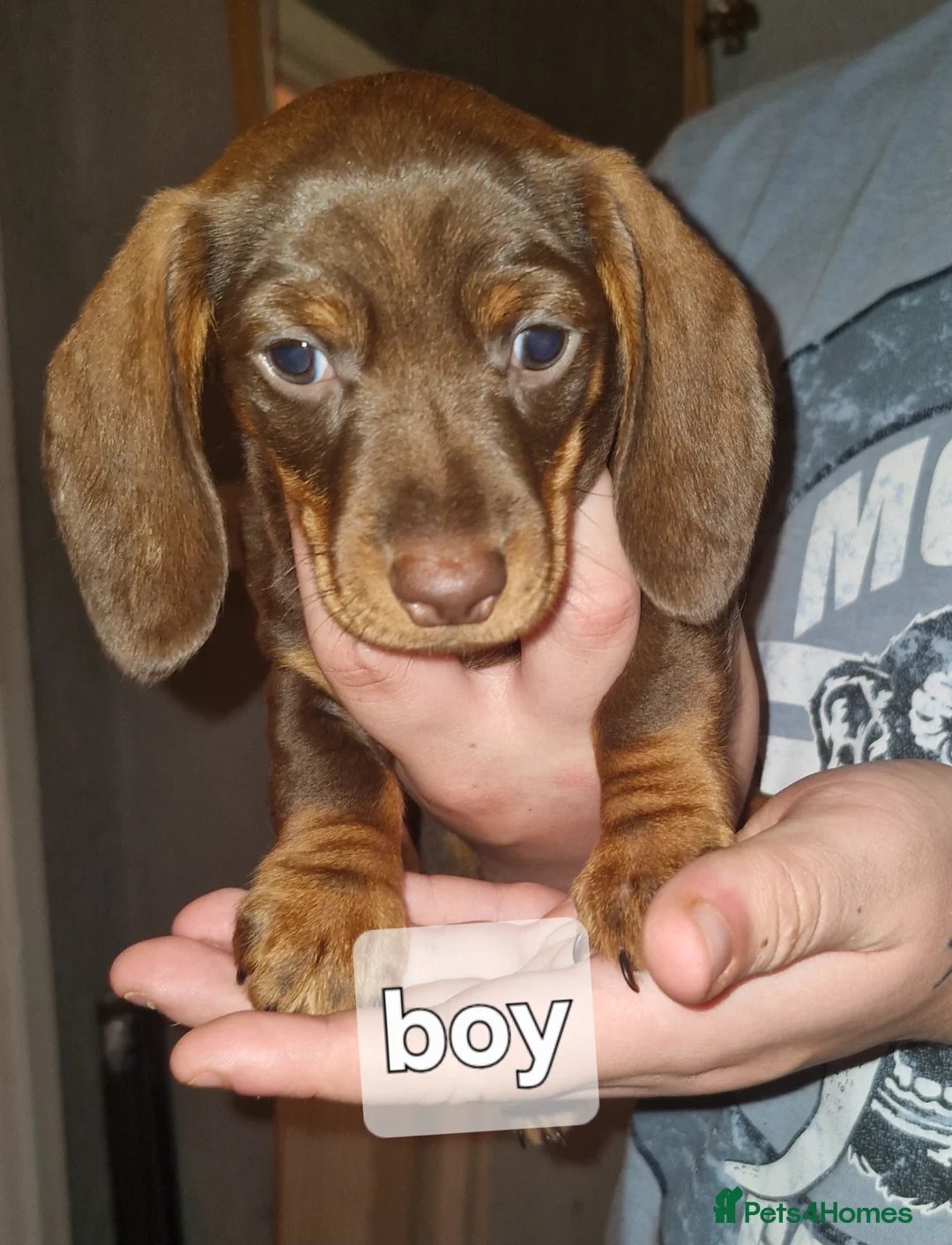Dachshund dogs for sale: Miniature dachshunds  - Advert 1