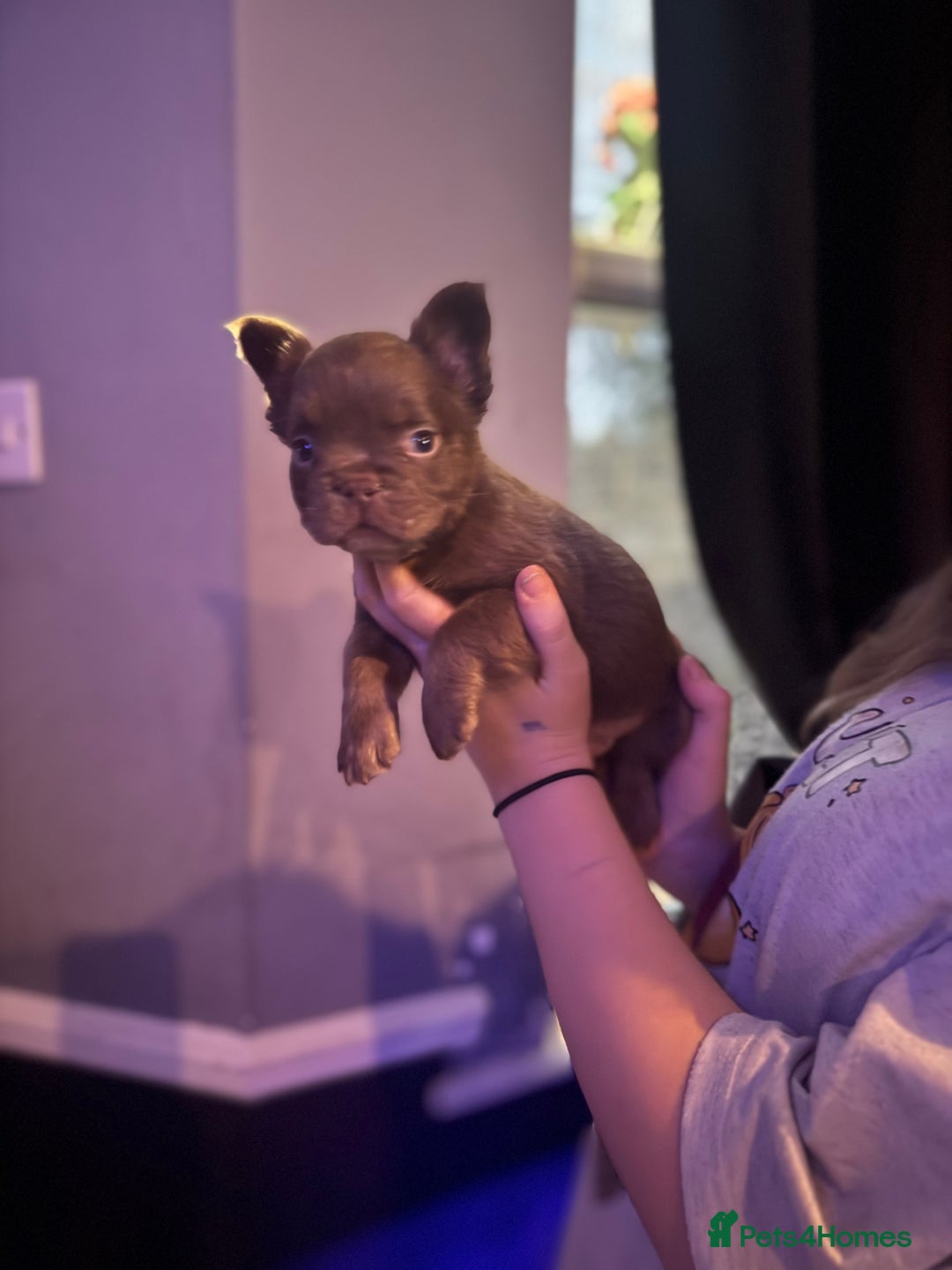 French Bulldog dogs for sale: Two beautiful boys - Image 4