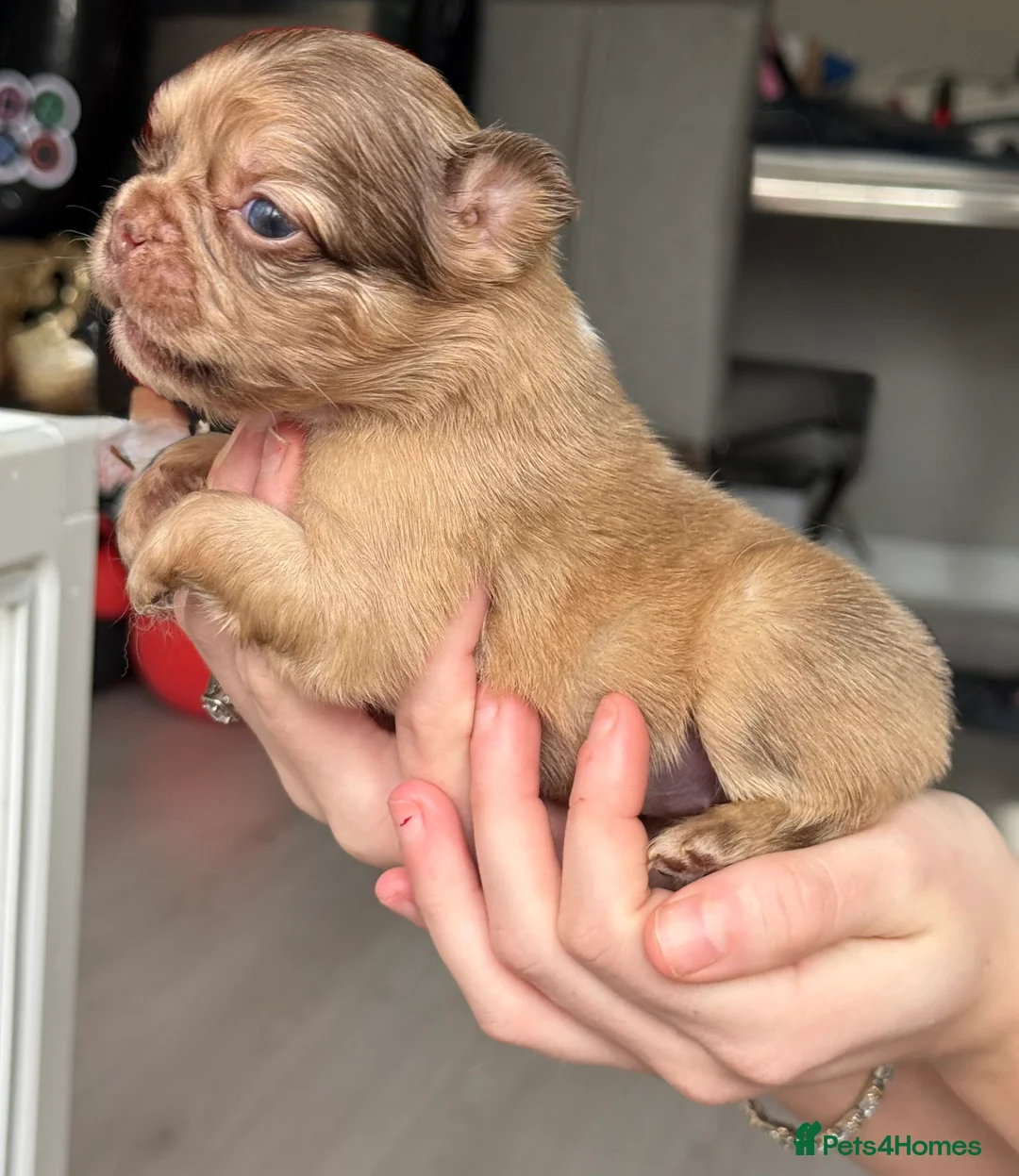 French Bulldog dogs for sale: Full fluffy frenchies  - Advert 18