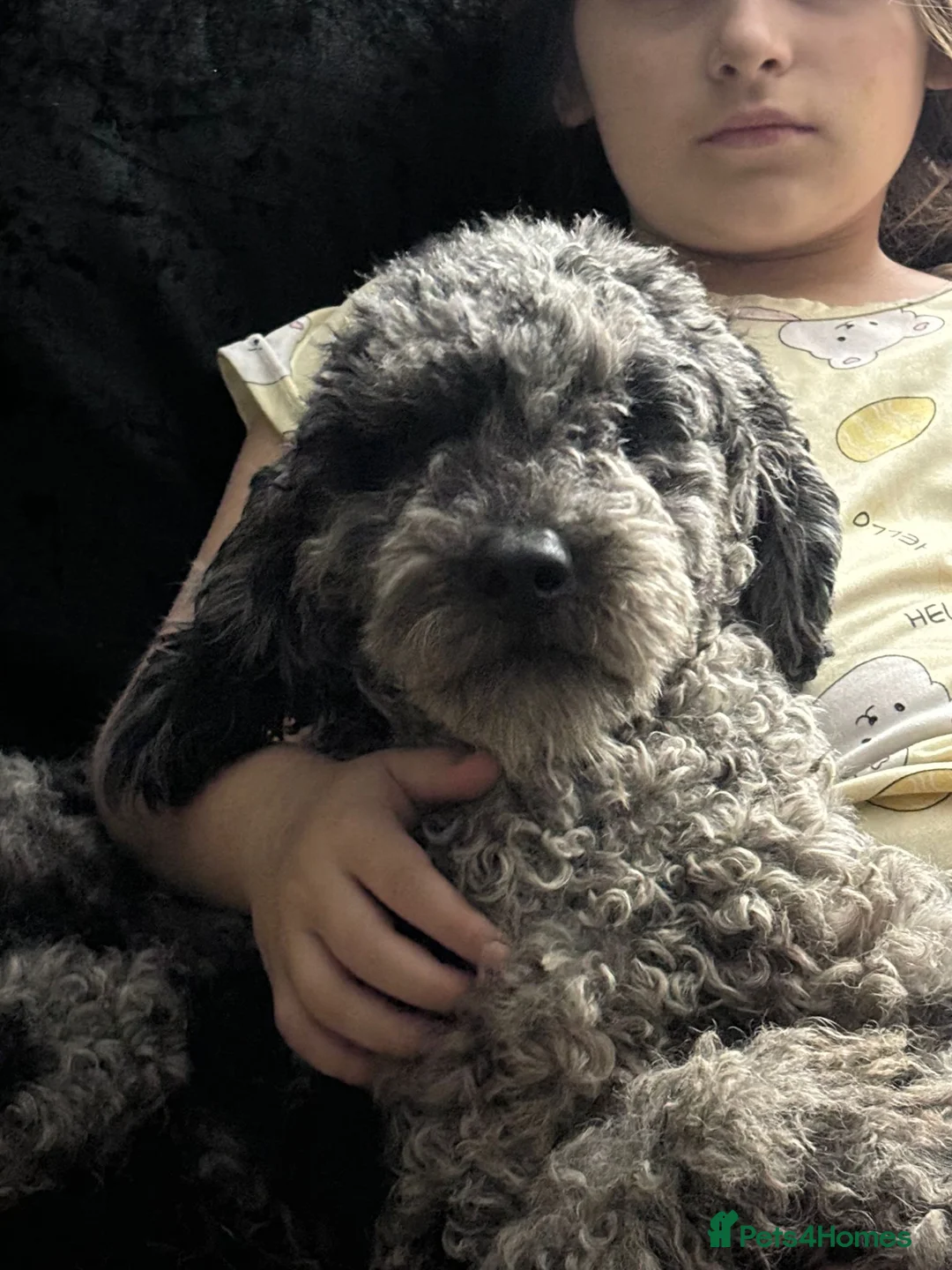 Sproodle dogs for sale: sproodle f1 puppies - Advert 7