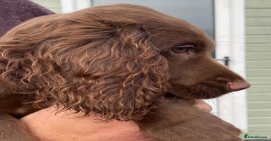 Cocker Spaniel dogs - Advert 9