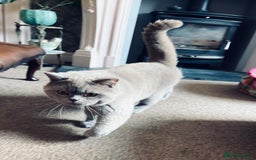 British Shorthair cats for sale:  Lilac British Shorthair Unneutered Male - Image 8