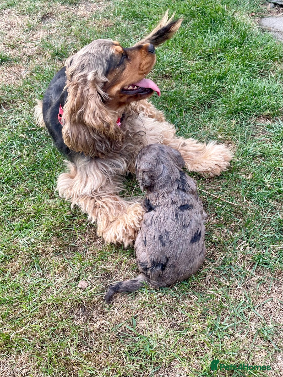 Cockapoo dogs for sale: Marble /tan cockerpoo - Image 19