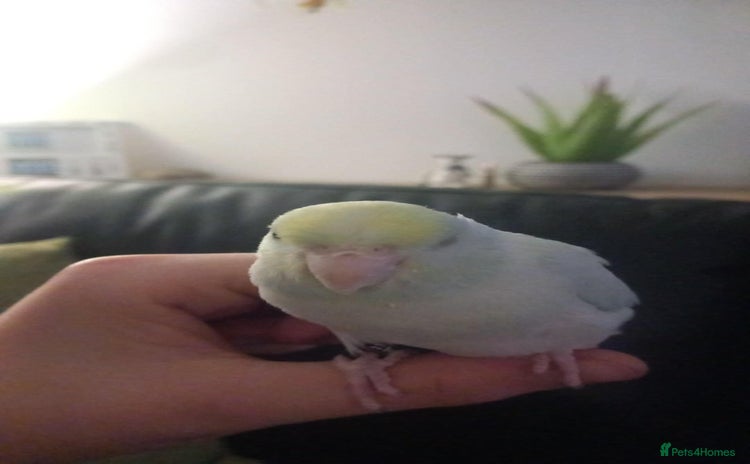 Parrots birds 8 week old hand reared baby parrotlets - Advert 10