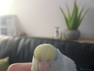 Parrots birds 8 week old hand reared baby parrotlets - Advert 1