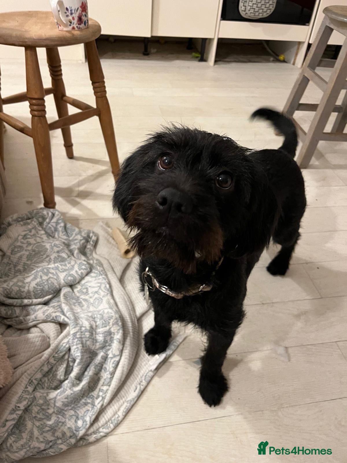 Mixed Breed dogs Bear 🐻  - Advert 1
