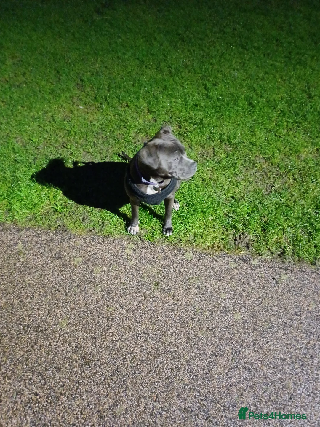 Staffordshire Bull Terrier dogs for sale: Staffordshire terrier  - Advert 3