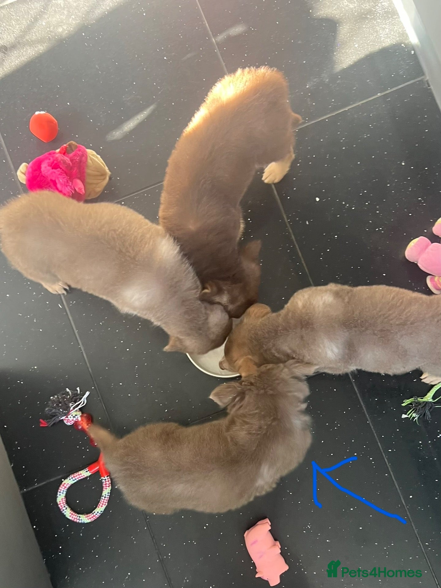 German Shepherd dogs German Shepherd Puppies Liver/tan & Isabella/tan  - Advert 2