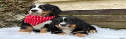 Bernese Mountain Dog dogs for sale: KC Beautiful Bernese  - Advert 18