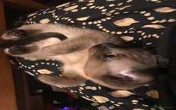 Burmese cats for sale: Exquisite Tonkdolls - Image 19