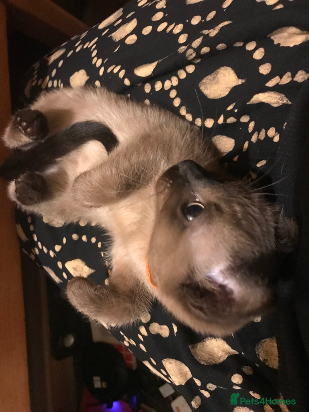 Burmese cats for sale: Exquisite Tonkdolls - Image 19