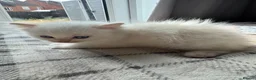 Ragdoll cats for sale: Purebred Ragdoll Kitten - Advert 16