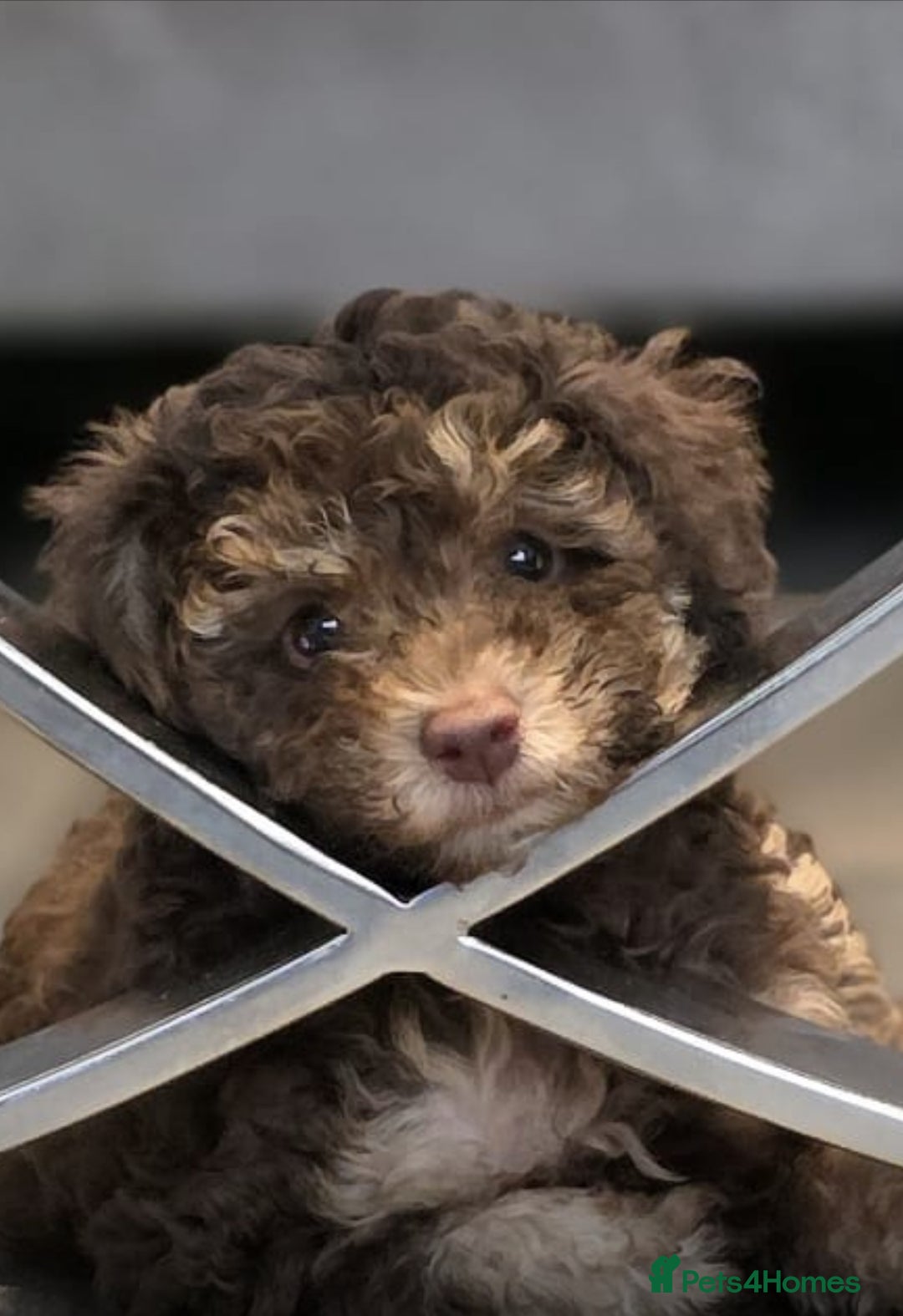 Cavapoo dogs for sale: Stunning F1b chocolate and tan Cavapoo girl  - Image 1