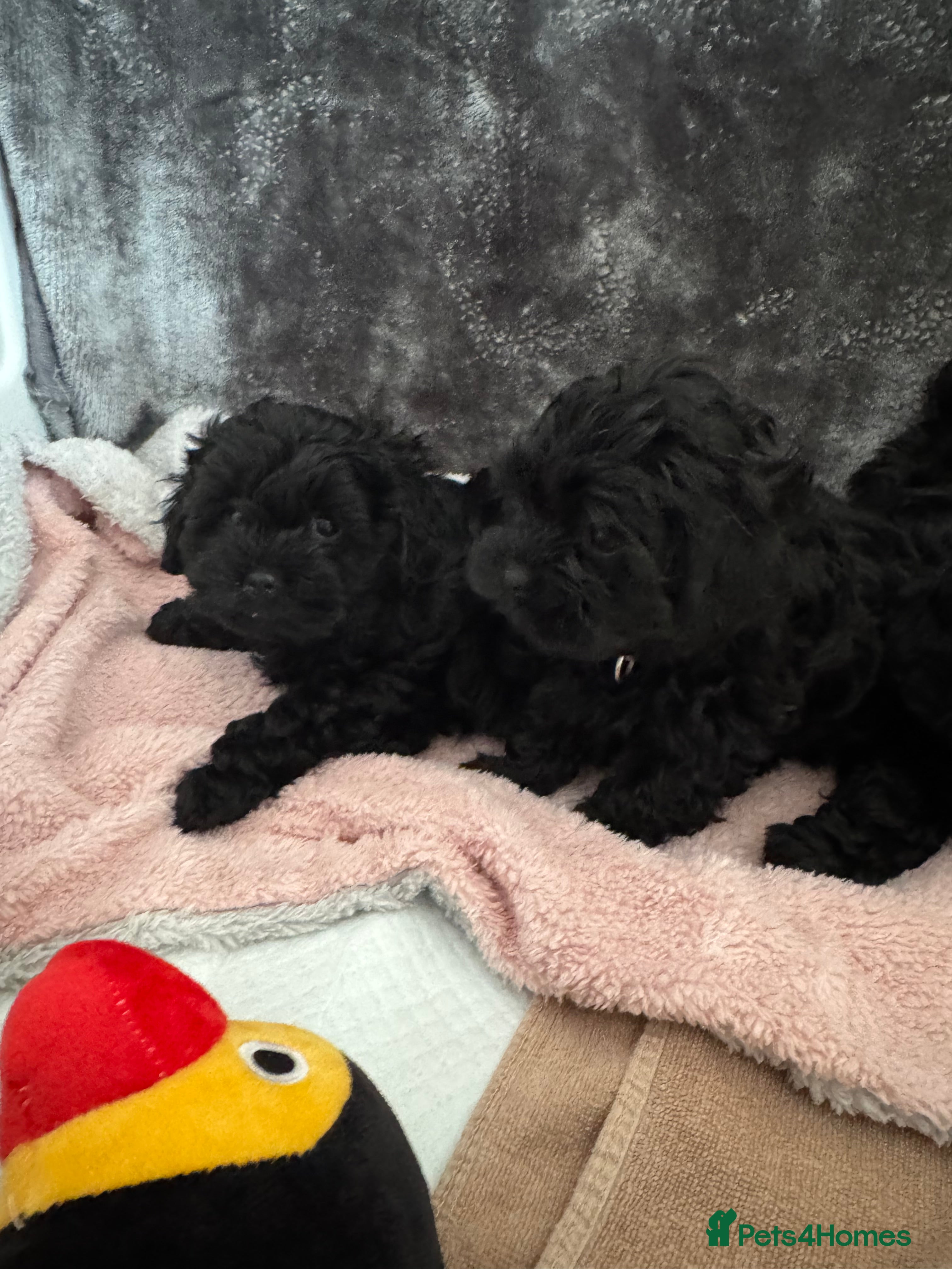 Shihpoo dogs Shihpoo puppies, Ready to leave  - Advert 2