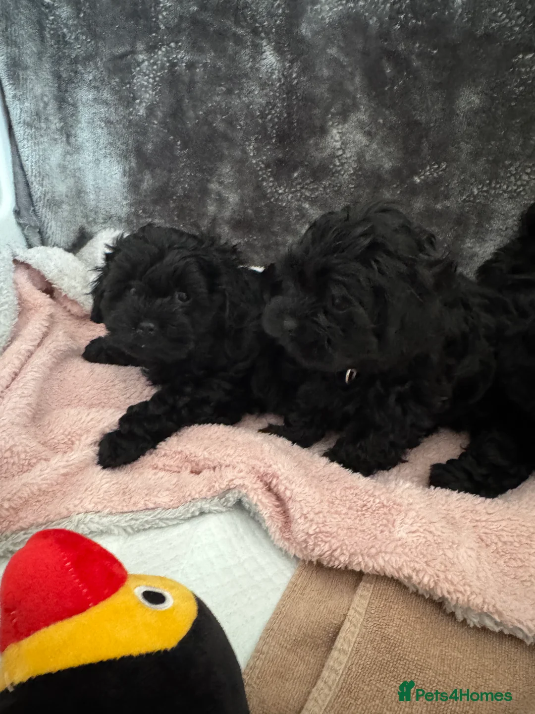 Shihpoo dogs for sale: Shihpoo puppies, Ready to leave  - Advert 1