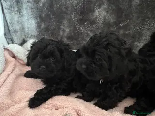 Shihpoo dogs Shihpoo puppies, Ready to leave - Advert 2