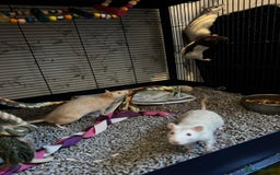 Rat rodents for sale: Beautiful rats and cage for sale  - Image 10