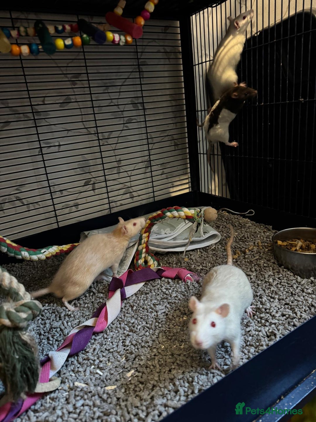 Rat rodents for sale: Beautiful rats and cage for sale  - Image 10