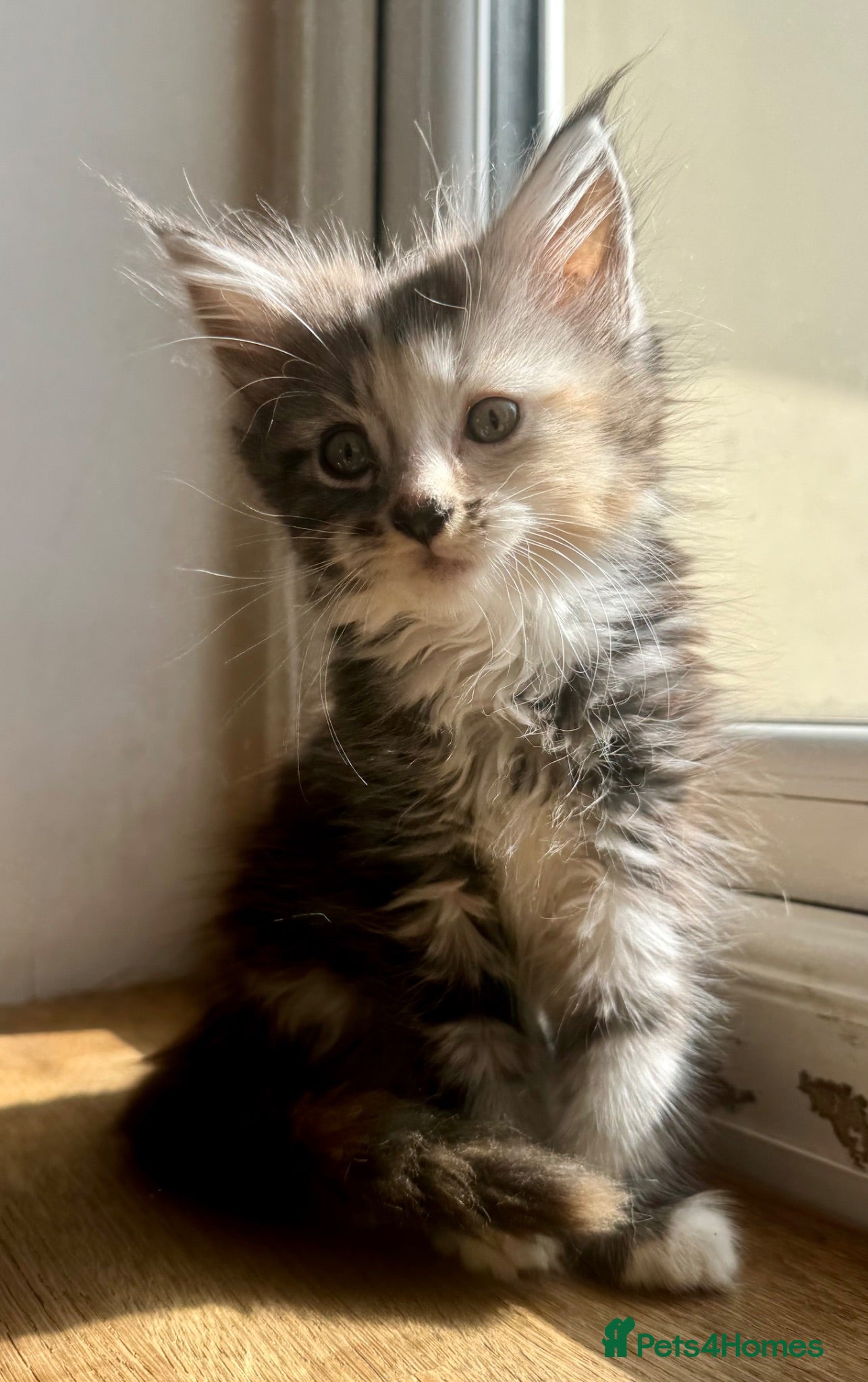 Mixed Breed cats Beautiful maine coon cross persian kittens  - Advert 1