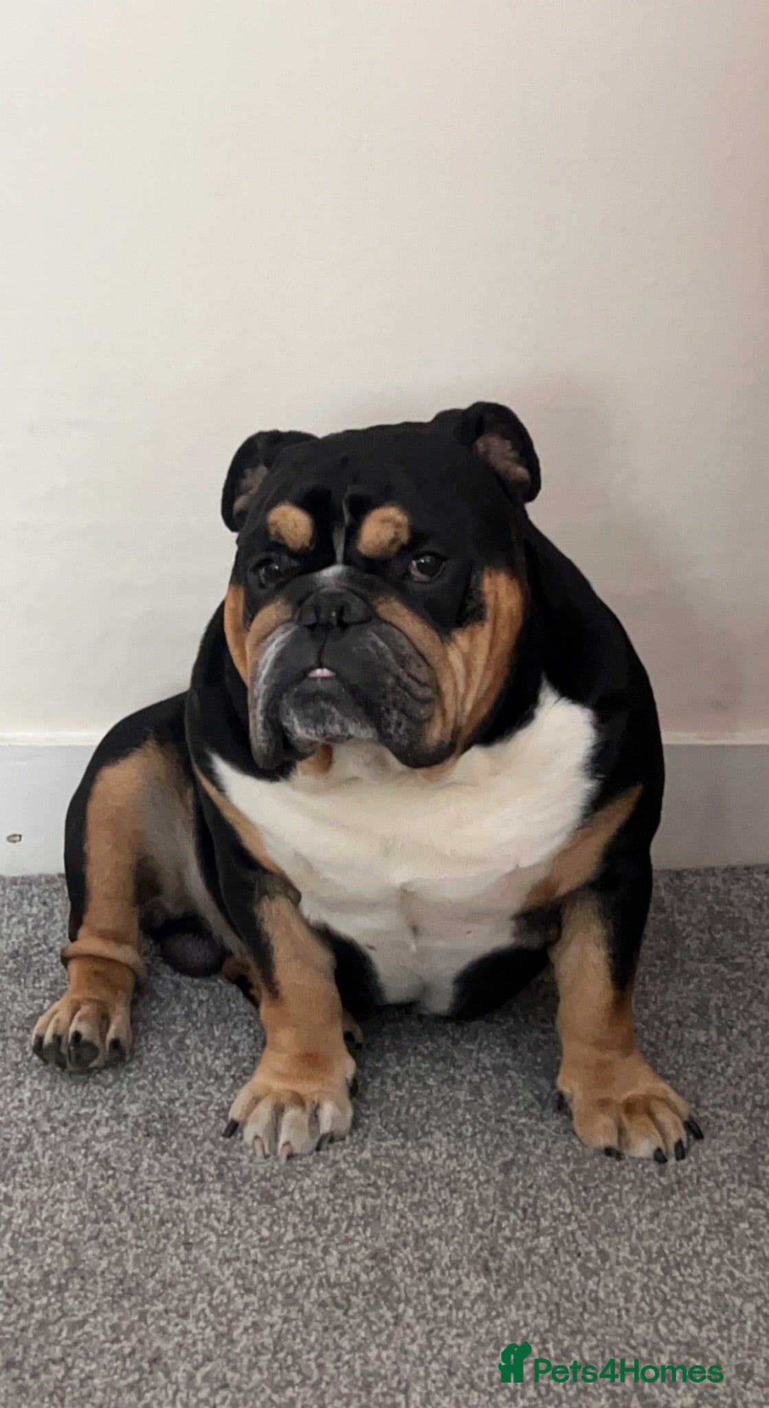 English Bulldog dogs Lord Leonardo (Archie) Stud - Advert 2