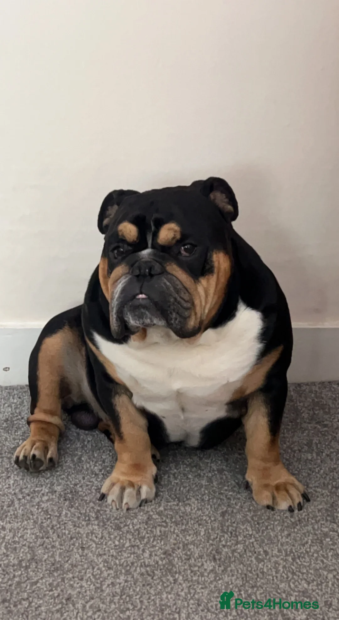 English Bulldog dogs for stud: Lord Leonardo (Archie) Stud - Advert 1