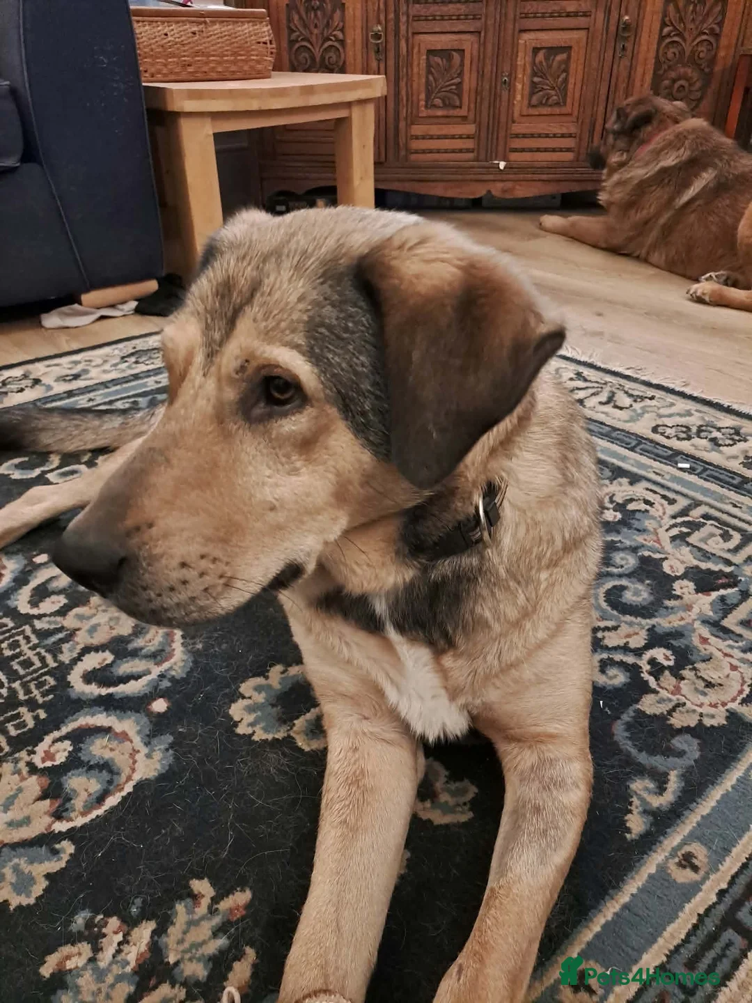 Mixed Breed dogs for adoption: 🐾OWAIN - THE FAMILY DOG YOU’VE BEEN WAITING FOR🐾 in Malvern - Advert 2