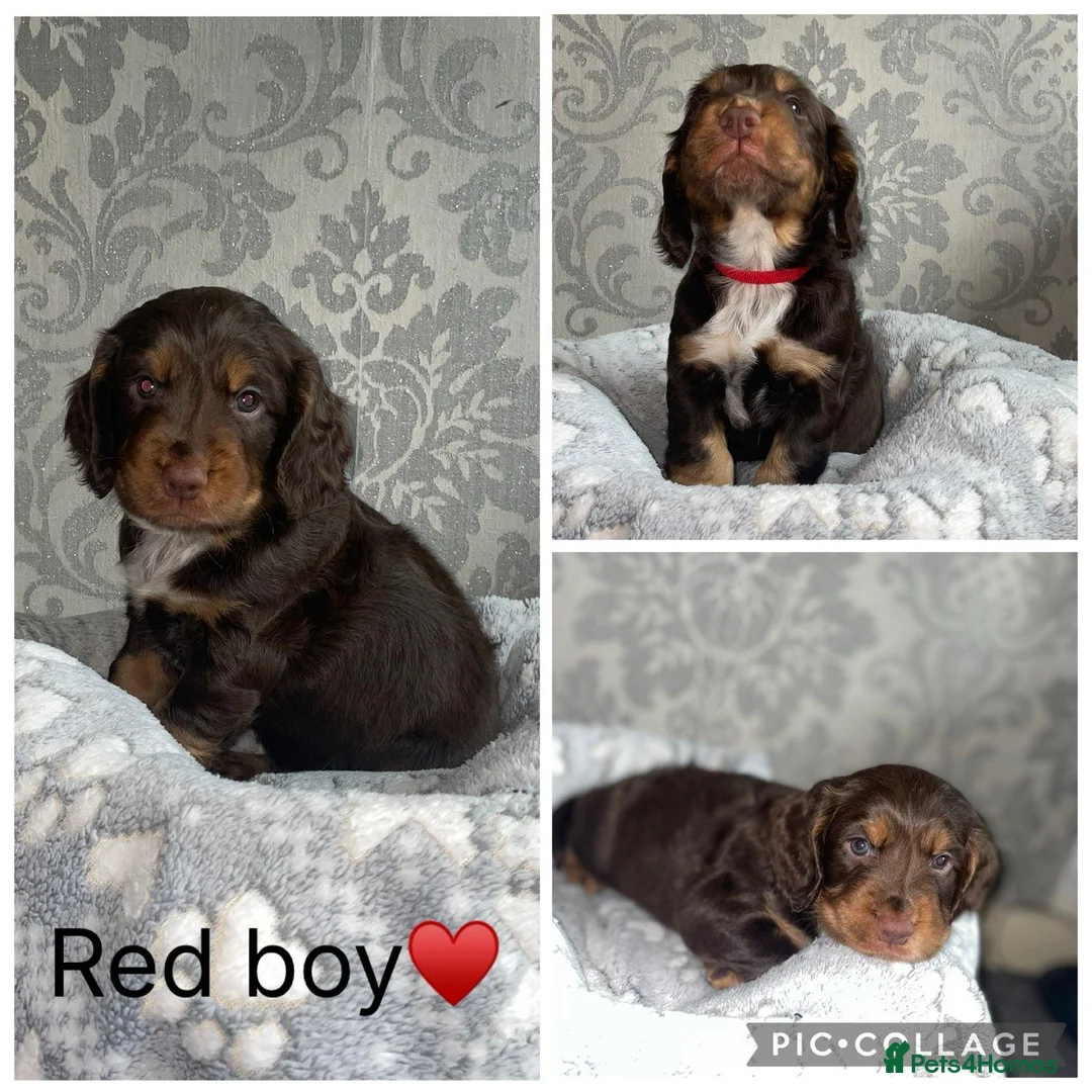 Cocker Spaniel dogs for sale: Adorable cocker spaniel puppies  - Advert 1