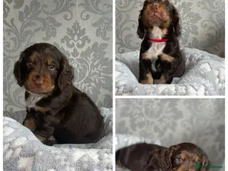 Cocker Spaniel dogs Adorable cocker spaniel puppies - Advert 1
