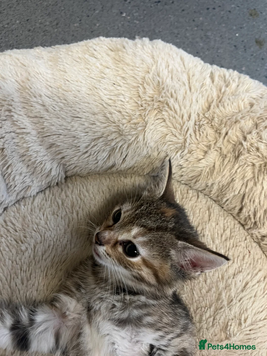 Mixed Breed cats for sale: Stunning 9 week old Female & Male kitten - Advert 7