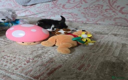 Mixed Breed cats for sale: Pretty black and white fluffy kittens - Image 6