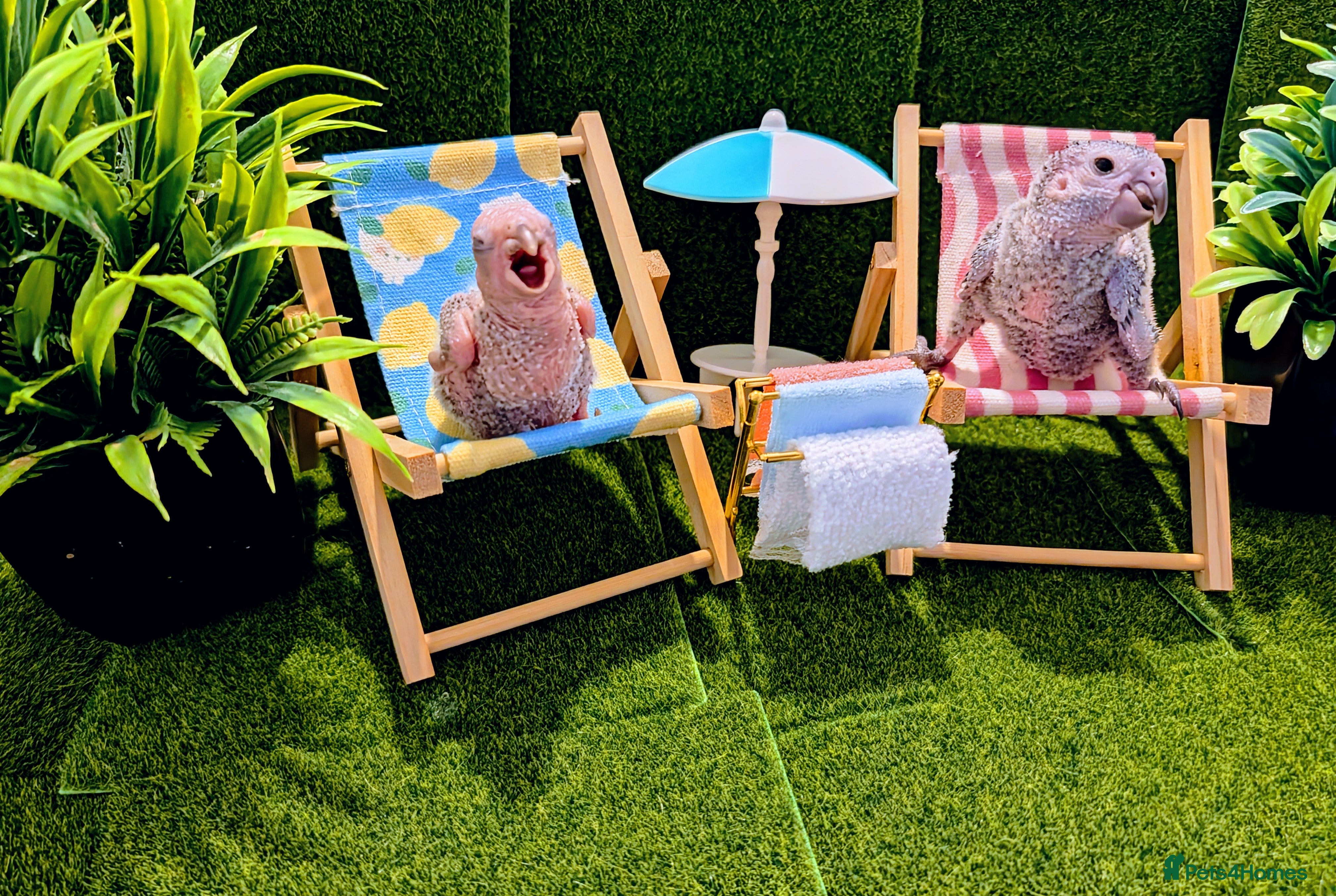 Conures birds Baby greencheek conure chicks - Advert 8