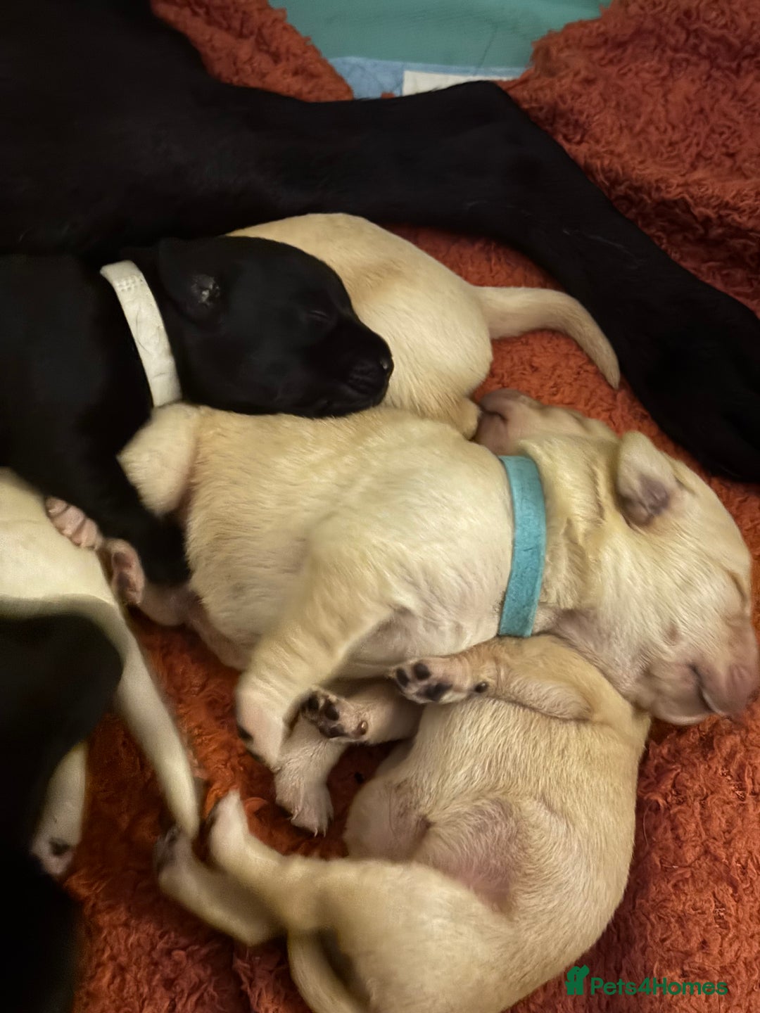 Labrador Retriever dogs for sale: 6 Sweet Labrador Puppies  - Advert 11