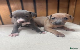 Italian Greyhound dogs for sale: 5⭐️ licensed breeder. SHOW QUALITY PARENTS  - Image 1