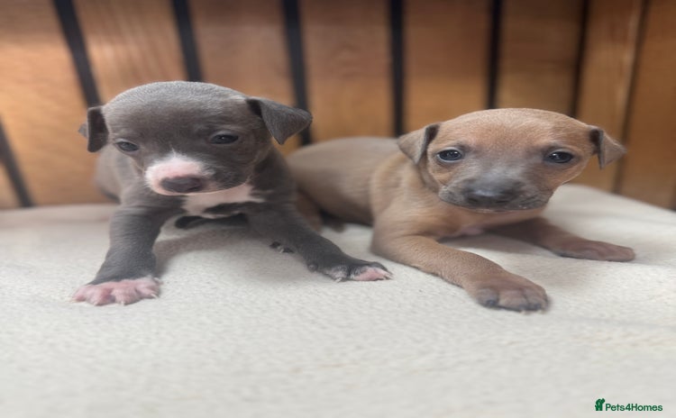 Italian Greyhound dogs - Advert 10