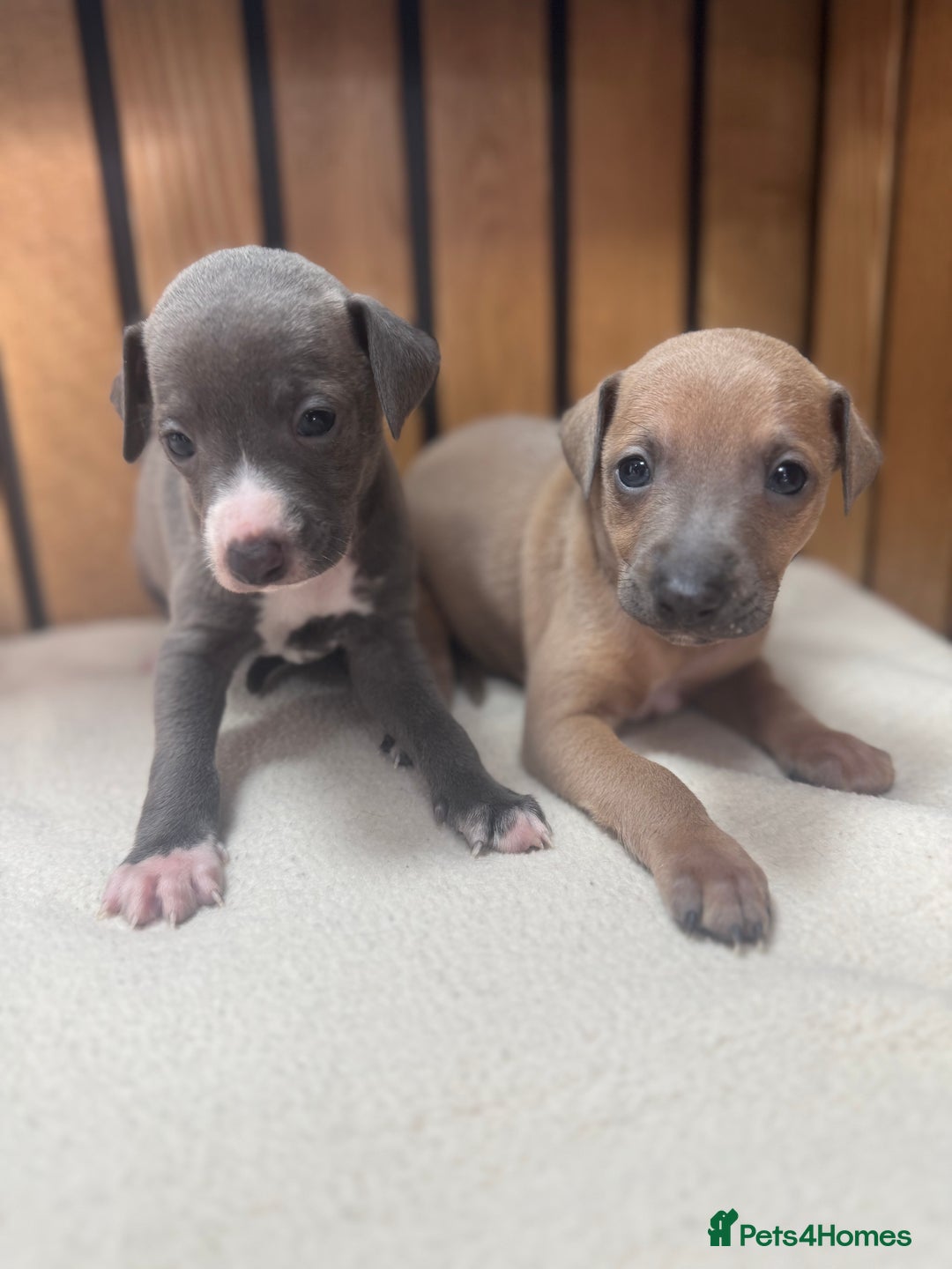 Italian Greyhound dogs for sale: 5⭐️ licensed breeder. SHOW QUALITY PARENTS  - Image 1