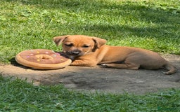 Jack Russell dogs for sale: 🐾Jack Russell Puppies🐾 - Image 34