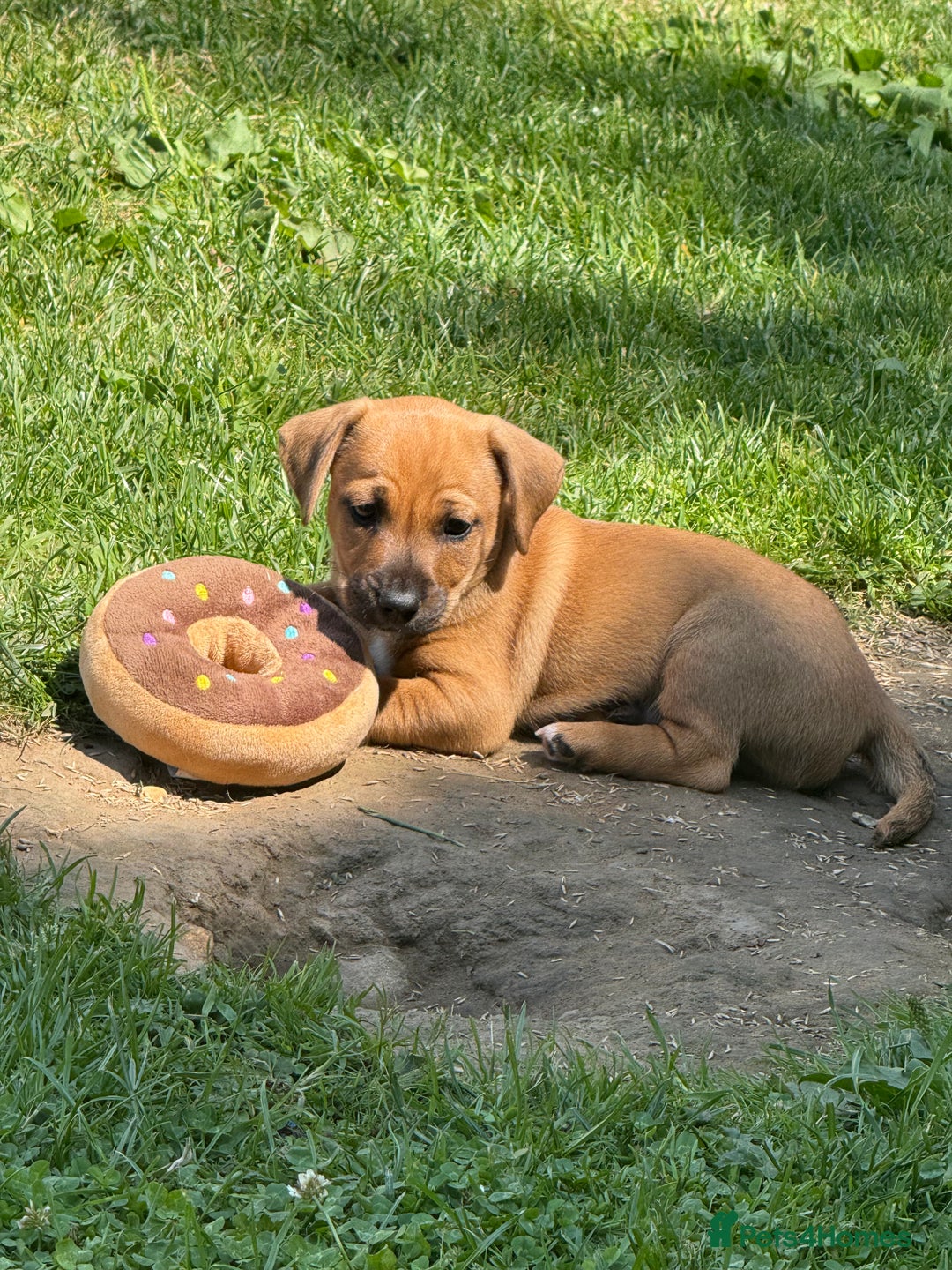 Jack Russell dogs for sale: 🐾Jack Russell Puppies🐾 - Image 34